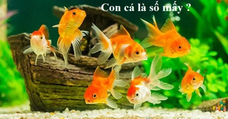 Con cá số mấy? Điềm báo khi mơ thấy cá là gì? 2 Con cá số mấy? Mơ thấy cá đánh số mấy?