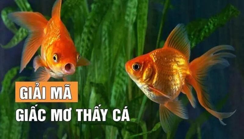 Con cá số mấy? Điềm báo khi mơ thấy cá là gì? 3 Ngủ mơ thấy người cá