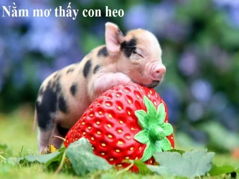Con heo số mấy? Nằm mơ thấy heo có điềm báo dữ hay lành 2 của mình.Nằm mơ thấy heo có phải là một điềm báo