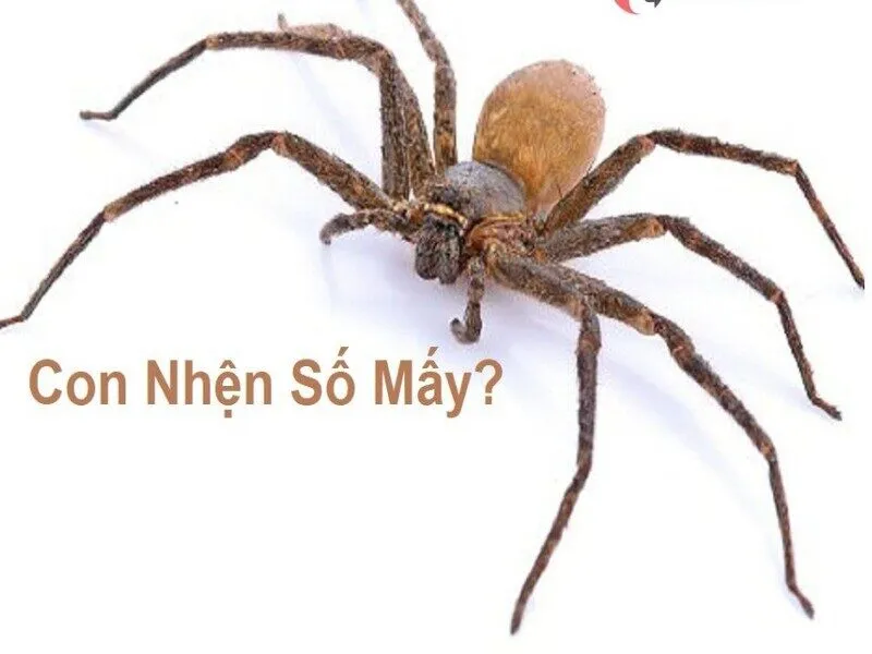 Con nhện số mấy? Khi nằm mơ thấy con nhện đánh con nào? 4 Mơ thấy mình đang ăn nhện